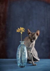 cat and flowers