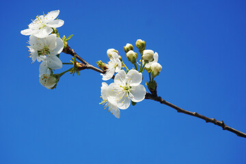 Fototapeta na wymiar White cherry flowers close-up on a background of blue sky.