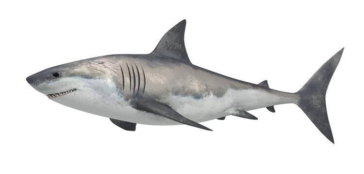 Shark fish isolated on white background. 3d illustration.
