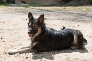 The dark dog is lying on the ground and is watching intently. The sun's rays illuminate the animal. A devoted friend of man.