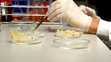 Young scientist sorting sprouts in Petri dish