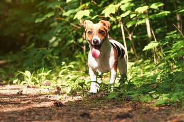 Small Jack Russell terrier standing on forest road, her tongue out, looks like smiling, sun shines through trees