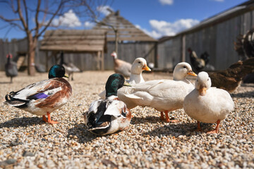 Group of ducks on small round stones ground, blurred farm background, close detail, shallow depth field, only one male bird eye in focus