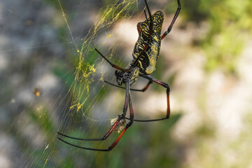 Red legged golden orb weaver spider female - Nephila inaurata madagascariensis, resting on her nest, sun over blurred bushes in background, closeup macro detail