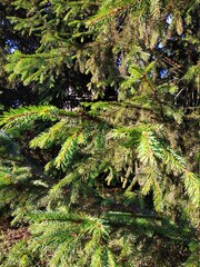 Green background from branches. Natural background.