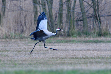Kraniche im Frühjahr in der Oberlausitz	