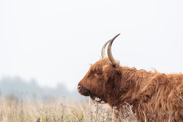 Highland cattle with big horns grazing at the Dintelse Gorzen in the Netherlands
