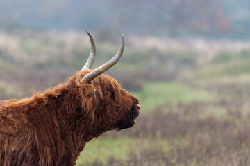 Highland cattle with big horns grazing at the Dintelse Gorzen in the Netherlands