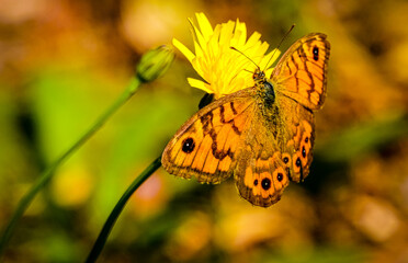 Motyl na mleczu