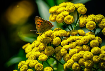 Letni motyl 1 © Arkadiusz