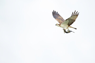 Osprey (Pandion haliaetus) flying with a catched fish at a lake in Germany