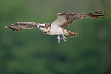 Osprey (Pandion haliaetus) diving to catch fish at a lake in Germany