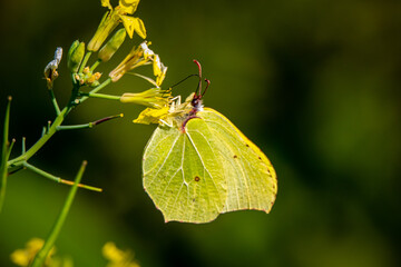 Motyl na kwiatki © Arkadiusz