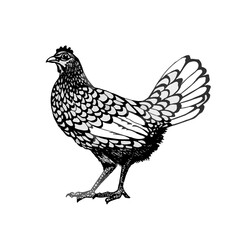 Rooster vector graphics . Rooster illustration of a graphic liner, engraved in vintage style. illustration for farms and production, eco product, natural. Label for chicken of the product.
