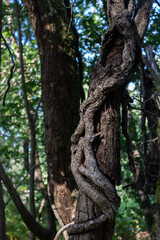 lianes entremêlées