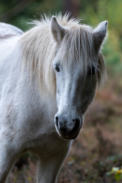 Portrait of a hite horse