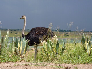 Strau&szlig;en M&auml;nnchen 1140388