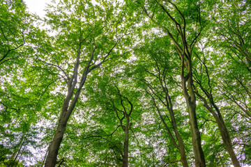 Deciduous trees in the shadow of a forest in sunlight in summer, Baarn, Lage Vuursche, Utrecht, The Netherlands, August 1, 2020