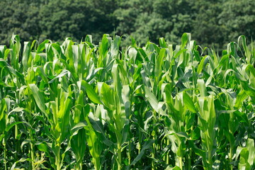 Maisfeld (Zea mays subsp. mays) , Bremen, Deutschland, Europa