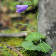 A small wild flower in a dense forest