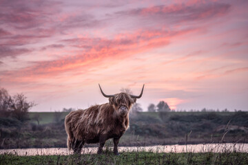 Highland cattle with big horns grazing at the Dintelse Gorzen in the Netherlands - obrazy, fototapety, plakaty
