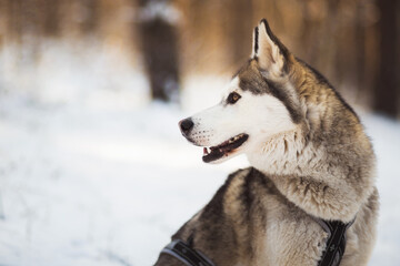 Obraz premium siberian husky dog portrait in a forest in snow in the winter