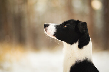 isolated black and white border collie sitting in the snow in winter in a forest looking to the side