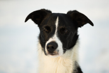 isolated black and white border collie sitting in the snow in winter blinking