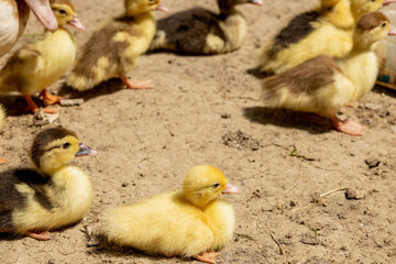 Mother duck with her ducklings. There are many ducklings following the mother.
