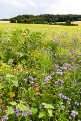 Field of flowers in Germany on a summer evening. 