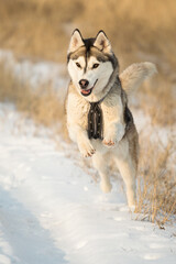 Fototapeta na wymiar isolated siberian husky dog running in the snow in winter surrounded by yellow grass