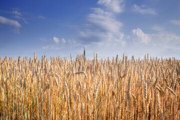 Wheat field. Background of the ripening ears of the field of meadow wheat. wheat crop