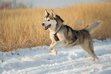 isolated siberian husky dog running in the snow in winter surrounded by yellow grass