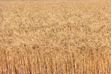 Field of ripe golden wheat close-up
