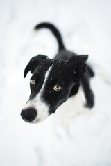 isolated black and white border collie sitting in the snow in winter looking up at the camera