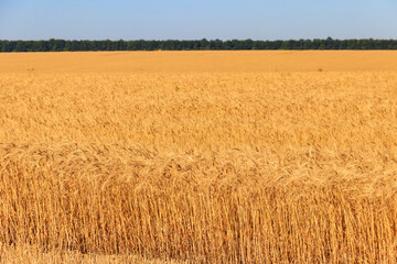 Field of ripe golden wheat