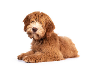 Fluffy caramel Australian Cobberdog, laying down side ways. Eyes not showing due long hair. Isolated on white background. Mouth closed.