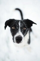 isolated black and white border collie sitting in the snow in winter looking up at the camera