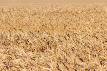 Field of ripe golden wheat close-up. Selective focus