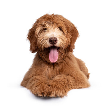 Fluffy caramel Australian Cobberdog, laying down facing front. Eyes not showing due long hair. Isolated on white background. Mouth open showing long tongue.