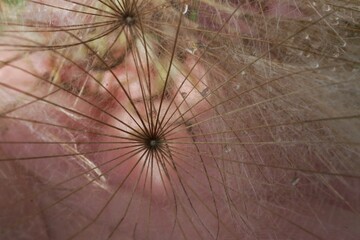 Abstract photo of dandelion seeds