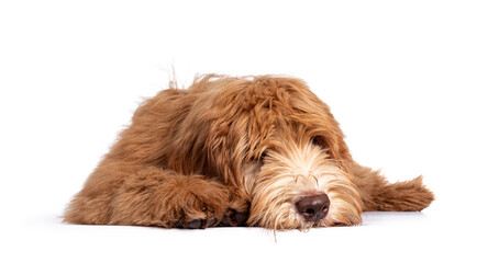 Fluffy caramel Australian Cobberdog, laying down with head flat on floor. Eyes not showing due long hair. Isolated on white background. Mouth closed.