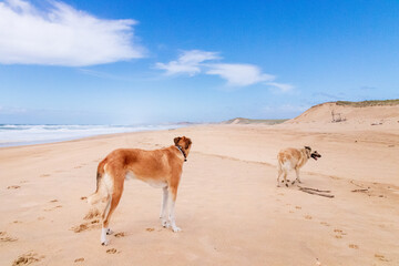 Hunde am Strand - Capbreton - Frankreich