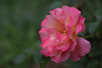 Pink colored rose blossom in the garden
