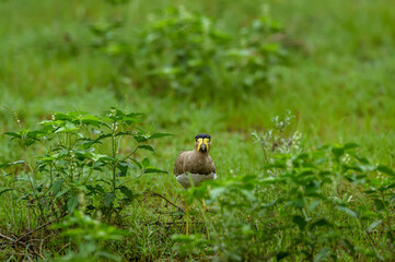 Yellow wattled lapwing or Vanellus malabaricus portrait in natural green grass at keoladeo national park or bharatpur bird sanctuary rajasthan india