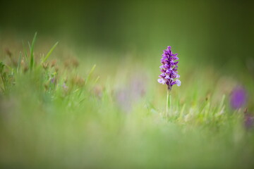 Orchis morio. Nature of the Czech Republic. Czech orchids. Free nature. Beautiful picture. Plant. Sunrise. Sunset.