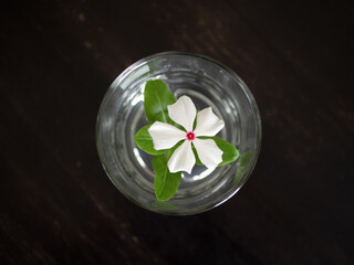 flower in natural light on the black table