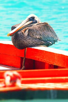 Dutch Antilles. Bonaire. Pelican.