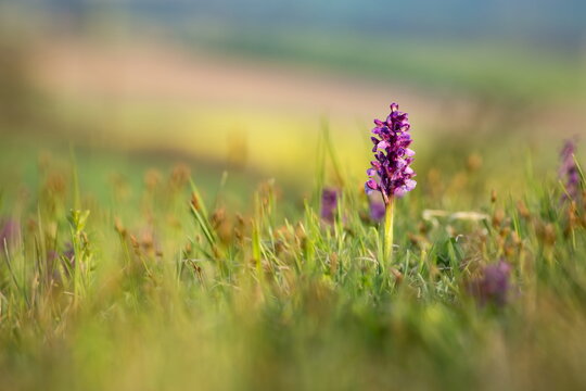 Orchis morio. Nature of the Czech Republic. Czech orchids. Free nature. Beautiful picture. Plant. Sunrise. Sunset.