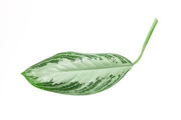 tropical leaves isolated on white background with text place  - Image